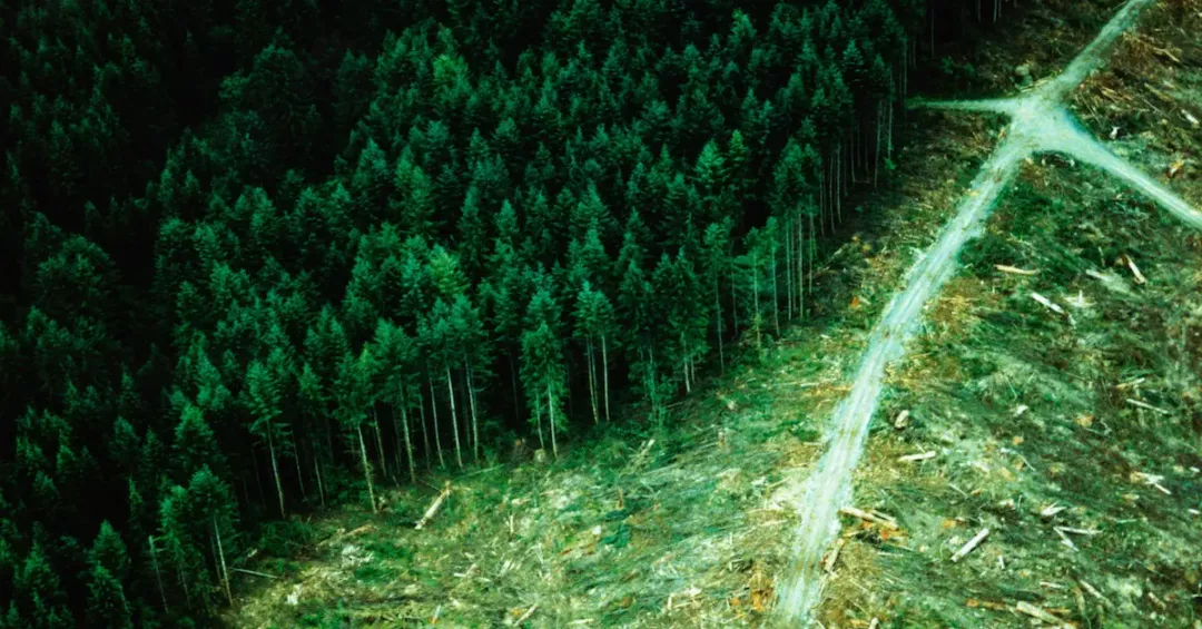 forestry