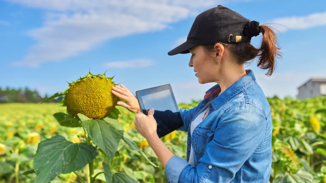 Enhancing resilience, social inclusion, and well-being in rural areas through social innovation