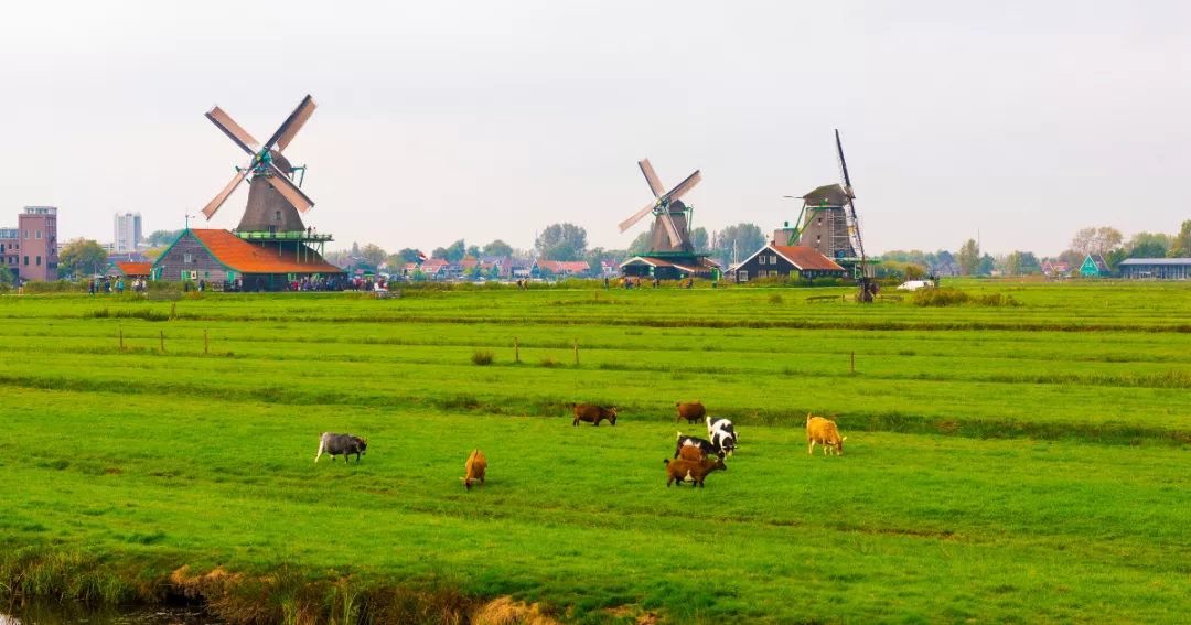 OECD rural discontent