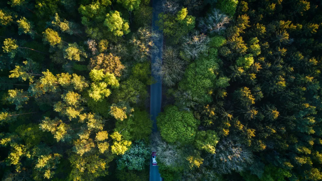 New policy brief: recommendations for European forest decarbonisation and climate resilience